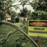 Chenilles processionnaires : attention danger dans votre jardin