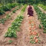 Que semer en janvier au potager ?