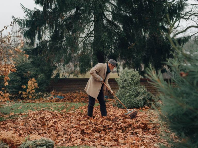 Le jardin en décembre : quels travaux ?